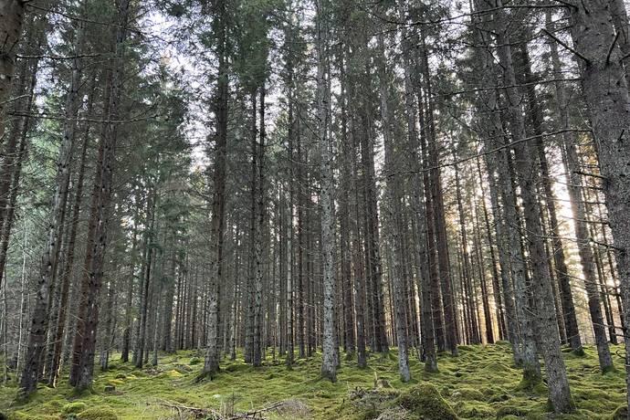 Skogsfastighet 48,3 ha, Floby, Falköpings kommun